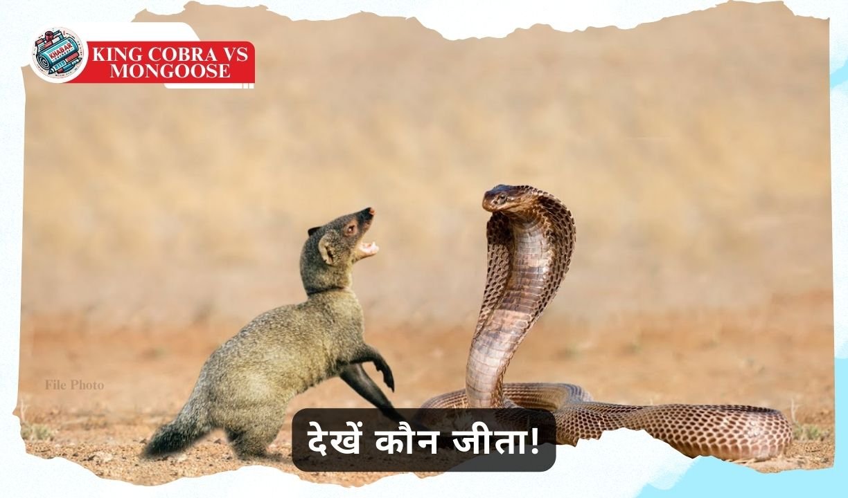 King Cobra vs Mongoose: Nagraj has a dangerous encounter with his known enemy.