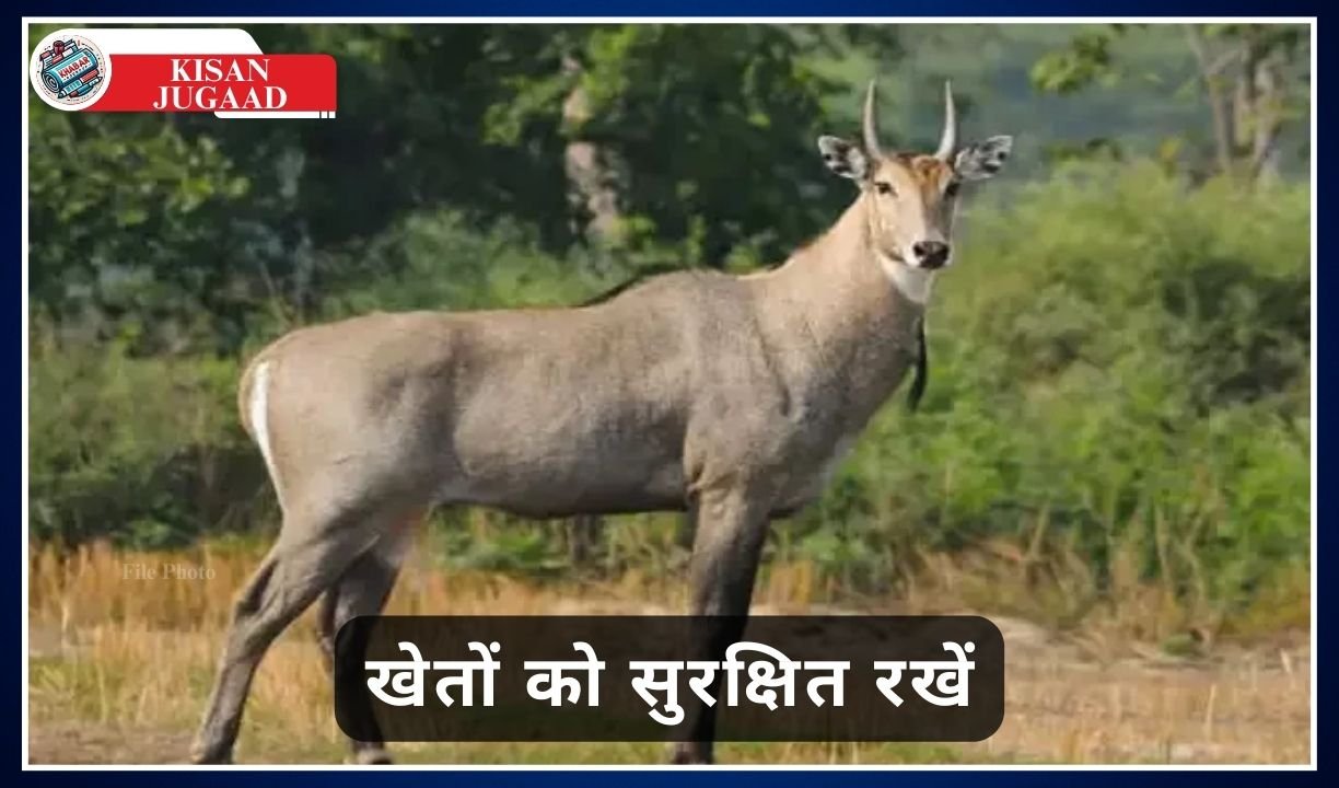 Kisan Jugaad: 5 effective and simple ways to drive away Nilgai