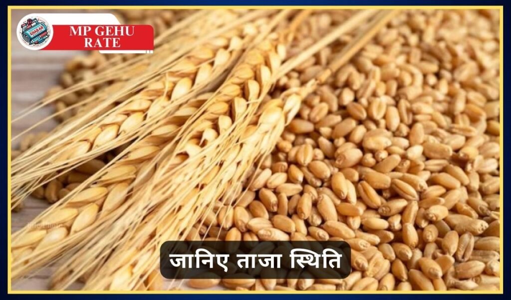 MP Gehu Rate: Rise in wheat prices in Madhya Pradesh, know the latest situation