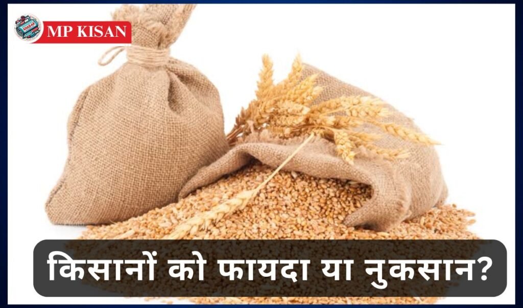 MP Kisan: New formula for paddy and wheat bonus in Madhya Pradesh