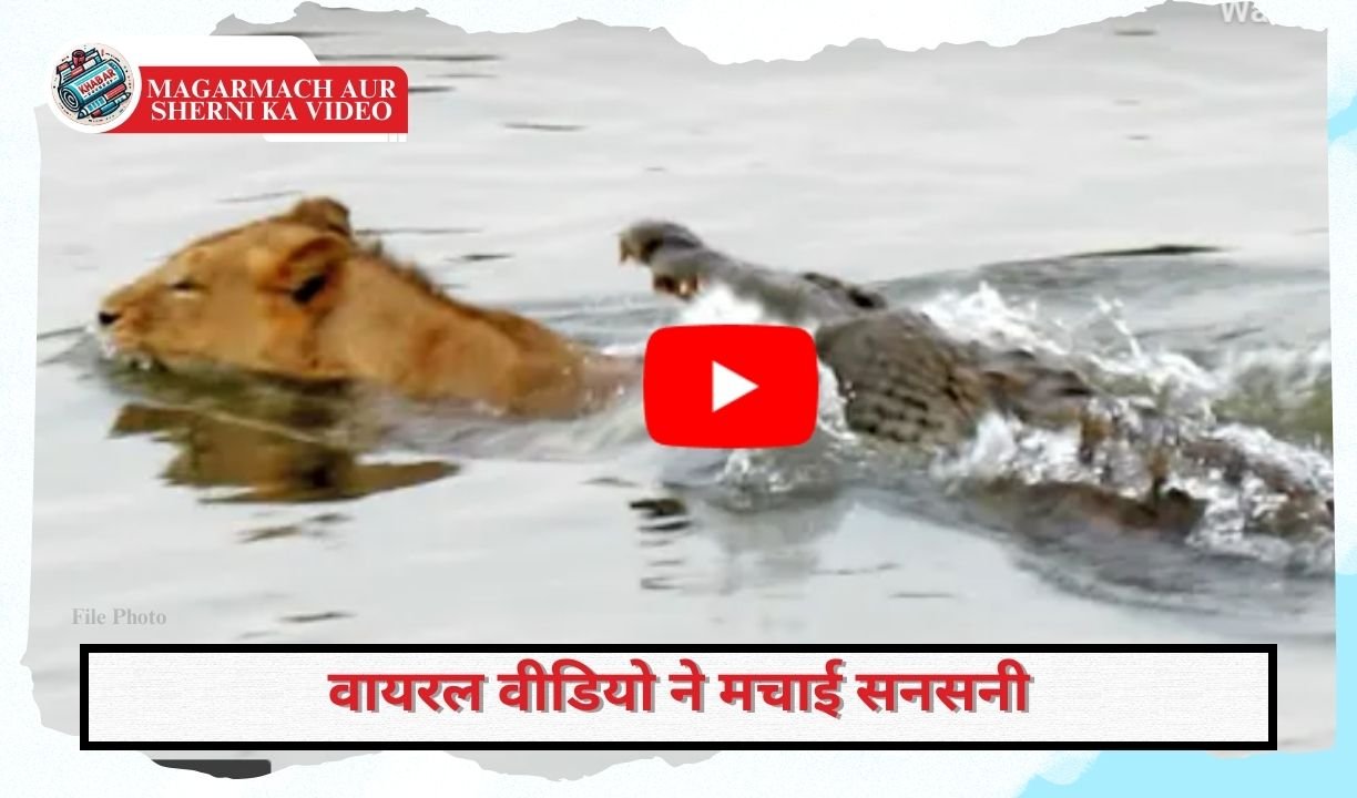 Magarmach Aur Sherni Ka Video: Dangerous encounter between crocodile and lioness