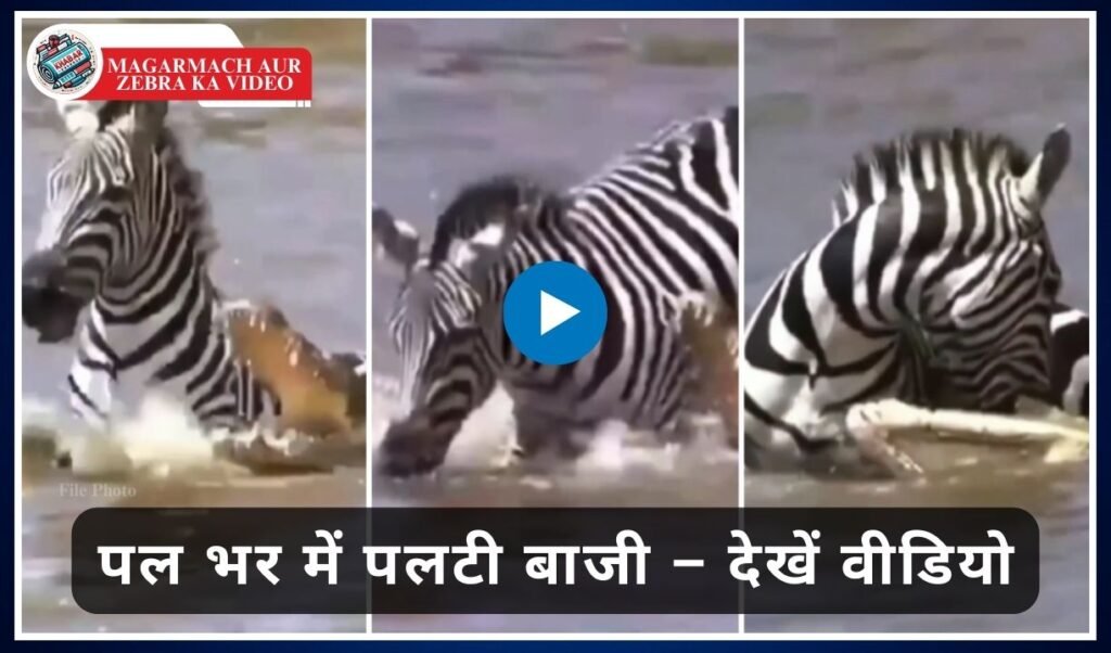 Magarmach Aur Zebra Ka Video: Exciting battle between crocodile and zebra