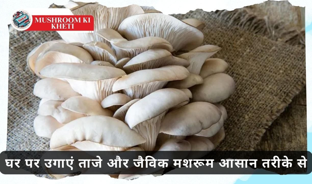 Mushroom farming: Now there is no need to buy mushrooms worth Rs 200 per kg from the market.