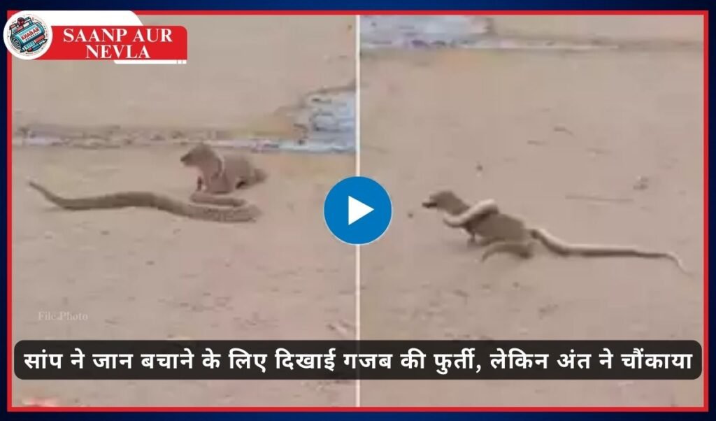 Saanp Aur Nevla: Video of dangerous fight between snake and mongoose goes viral