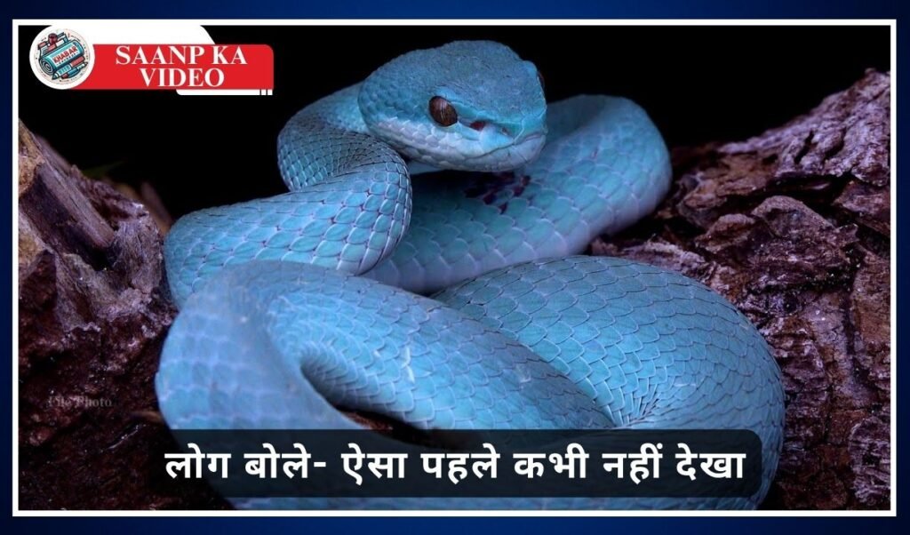 Saanp Ka Video: Prince of snakes, the most beautiful 'Blue Pit Viper' seen in viral video