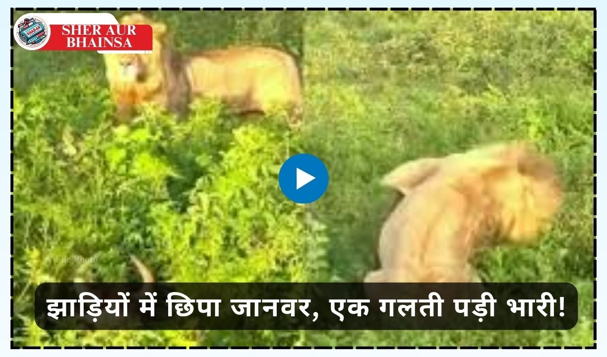 Sher Aur Bhainsa: Viral video of lion's hunting style