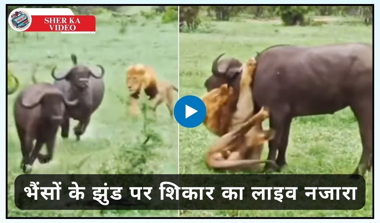 Sher Ka Video: Exciting video of lion: Live view of hunting on buffalo herd.