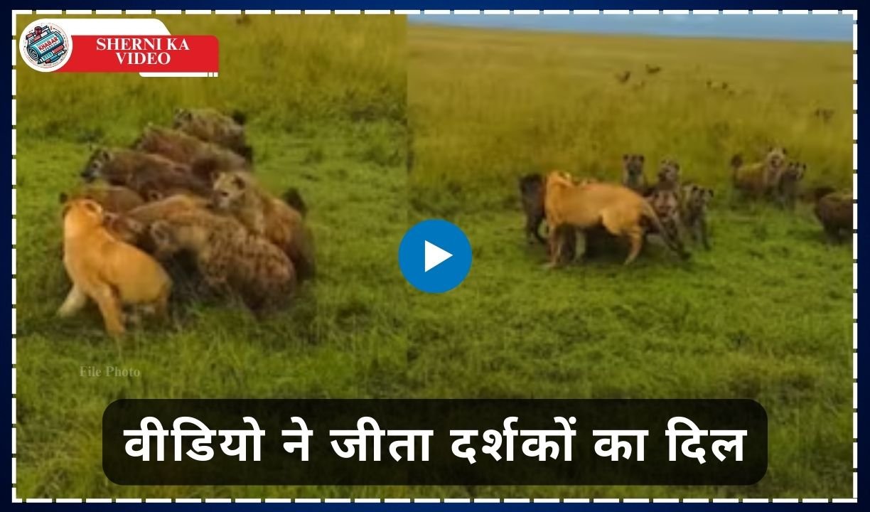 Sherni Ka Video: Exciting clash between lioness and hyenas