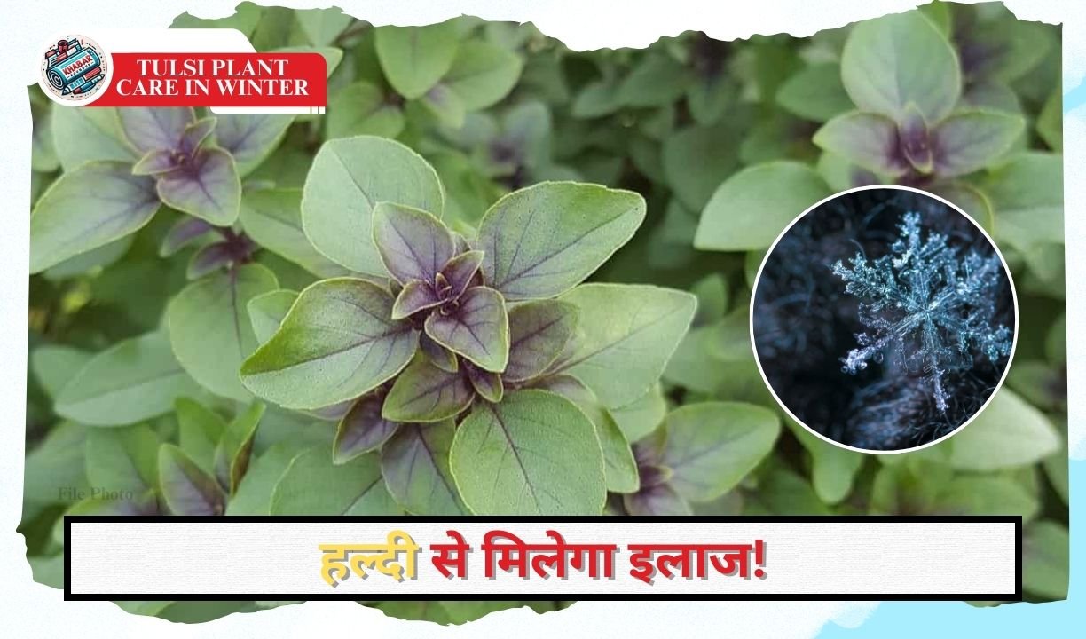 Tulsi Plant Care in Winter: How to make withered Tulsi plant green again in winter