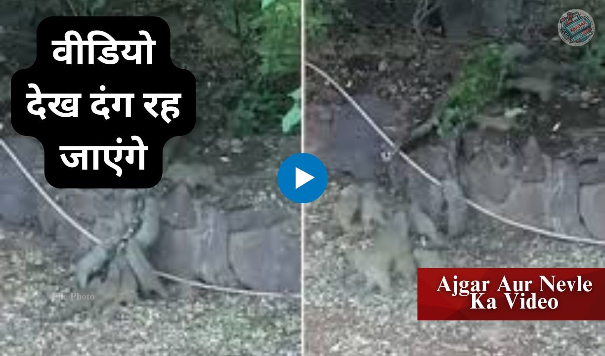 Video of Python and Nevle: A group of mongoose made a dangerous attack on the python.