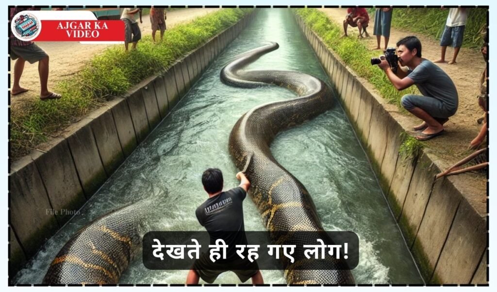 Ajgar Ka Video: Exciting video of Ajgar: Man started pulling huge snake from the canal