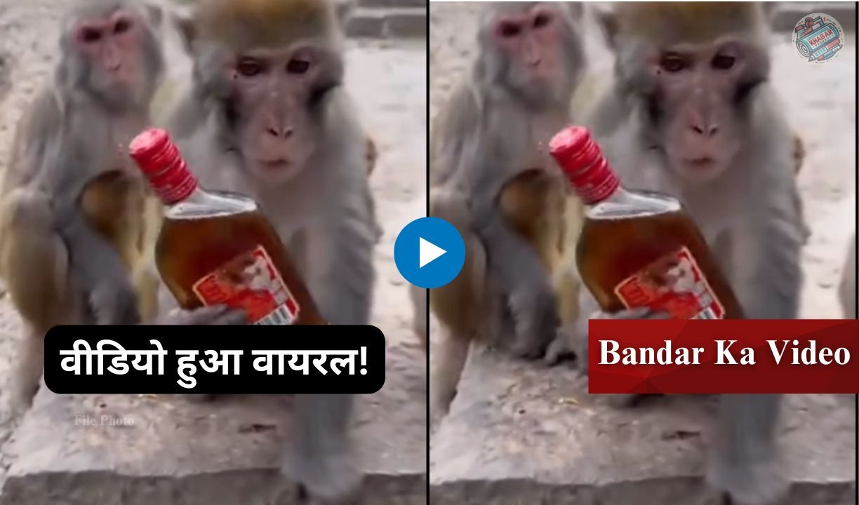 Bandar Ka Video: Monkey Mama got hold of liquor bottle, internet went crazy