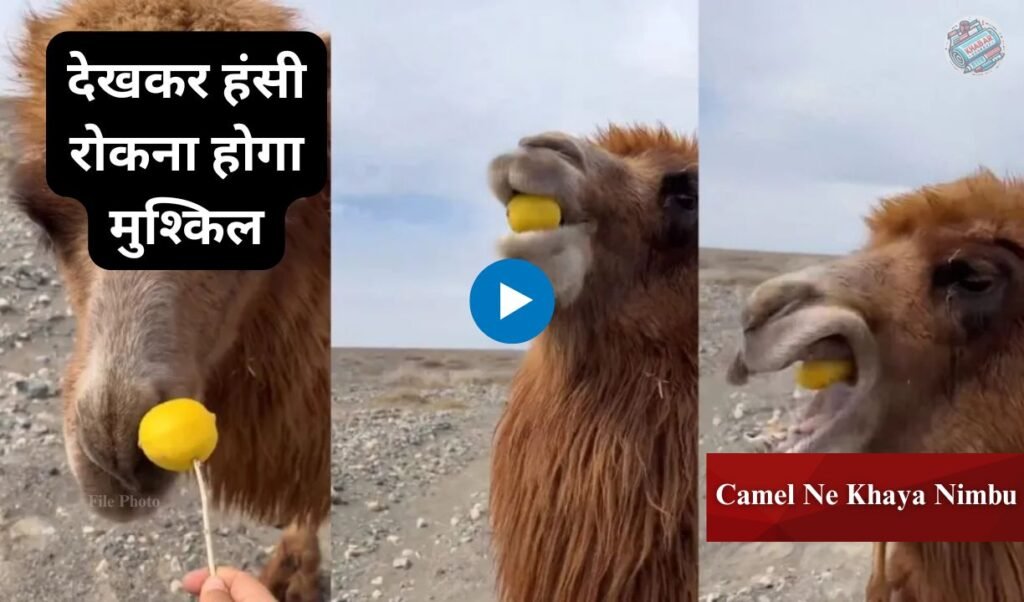 Camel Ne Khaya Nimbu: Camel's unique reaction after eating lemon