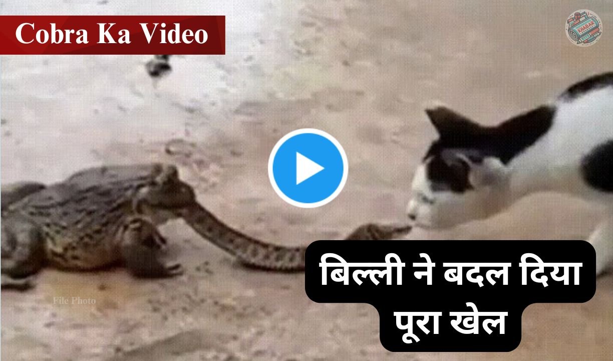 Cobra Ka Video: Cobra became victim of frog, cat came in between changed the whole game