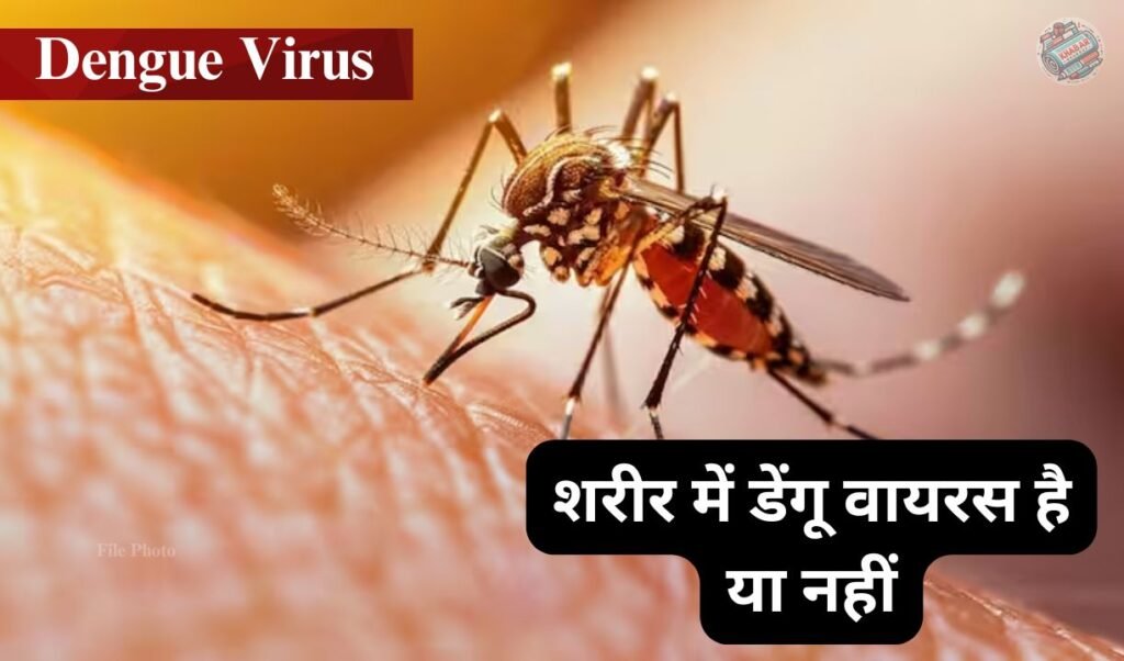 Dengue Virus: Now know from your mobile at home whether there is dengue virus in the body or not.