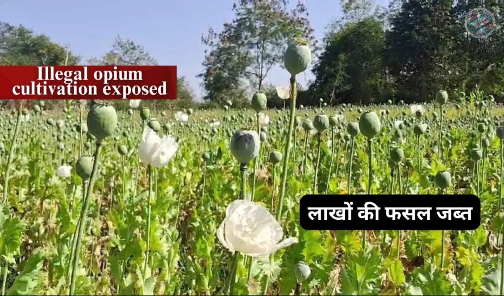 opium cultivation: Illegal opium cultivation on one acre of land exposed