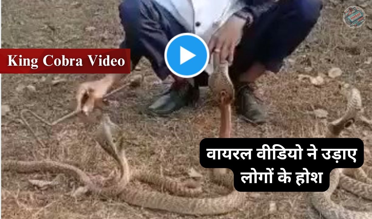 King Cobra Video: Young man was playing with King Cobra, suddenly got a scary attack