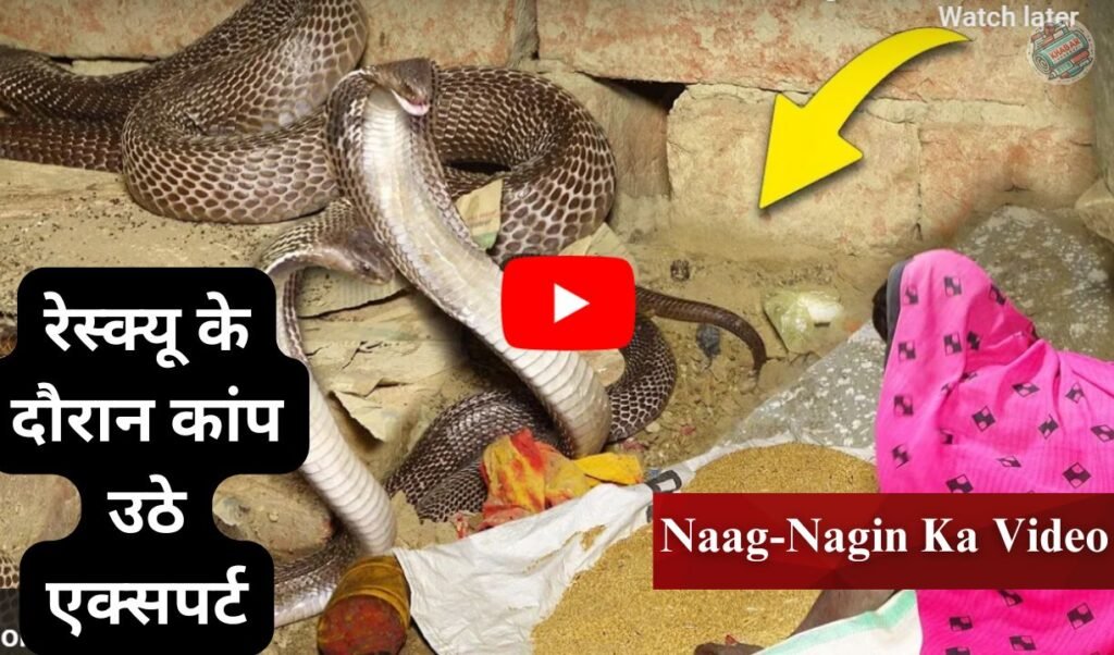 Naag-Nagin Ka Video: Dangerous snakes were hidden in the house, experts trembled during the rescue.