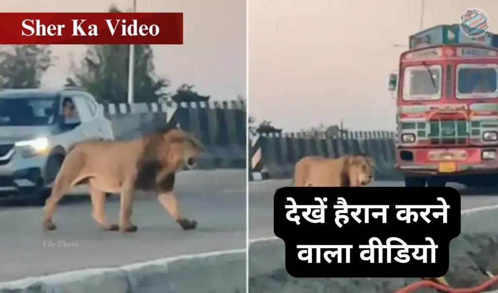 Sher Ka Video: Suddenly the king of the jungle appeared on the highway, the speed of vehicles stopped