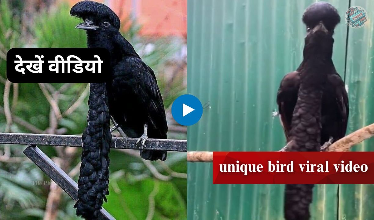 unique bird viral video: People were surprised to see a bird with a feather cap on its head and a long beard.