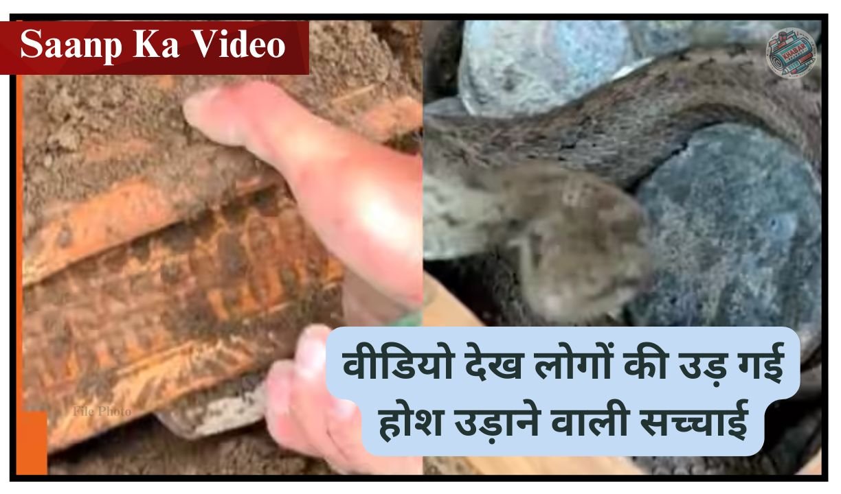 Saanp Ka Video : खजाने के बॉक्स से निकला जहरीला सांप