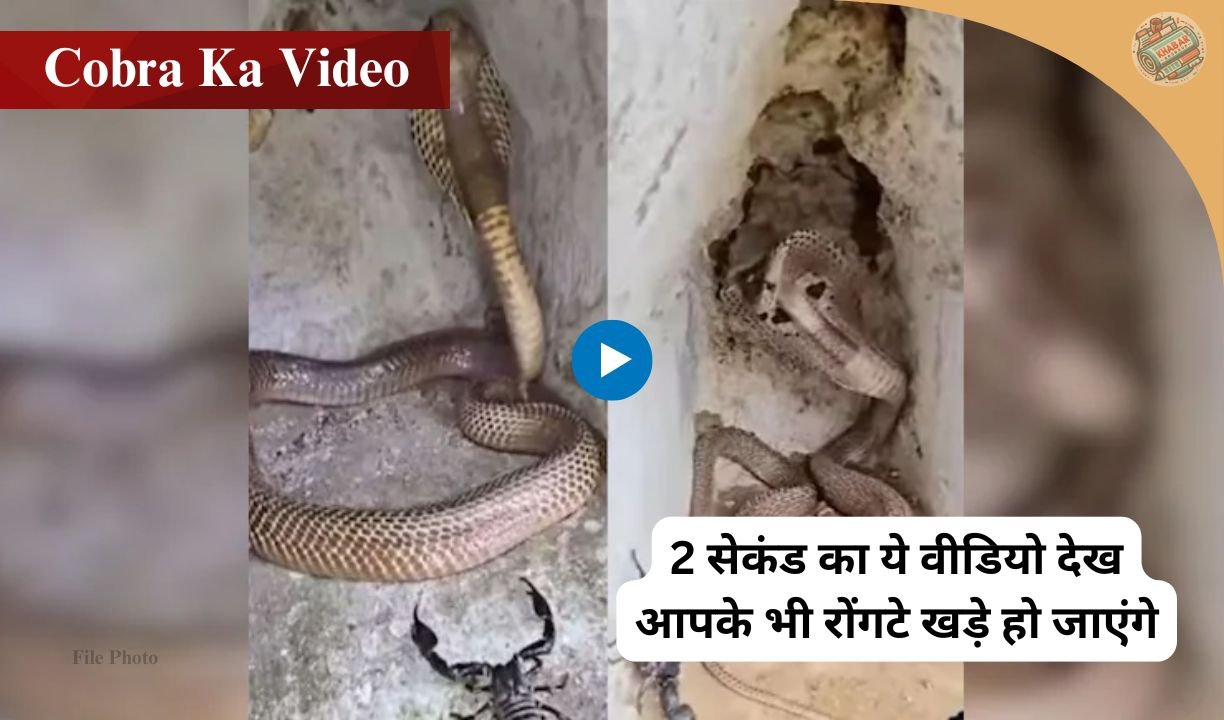 Cobra Ka Video: When the scorpion knocked at the cobra's house