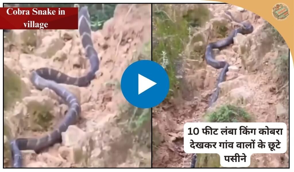 The villagers got scared after seeing a 10 feet long king cobra in Champawat, Uttarakhand. In the viral video, the snake got scared of humans and ran towards the forest.