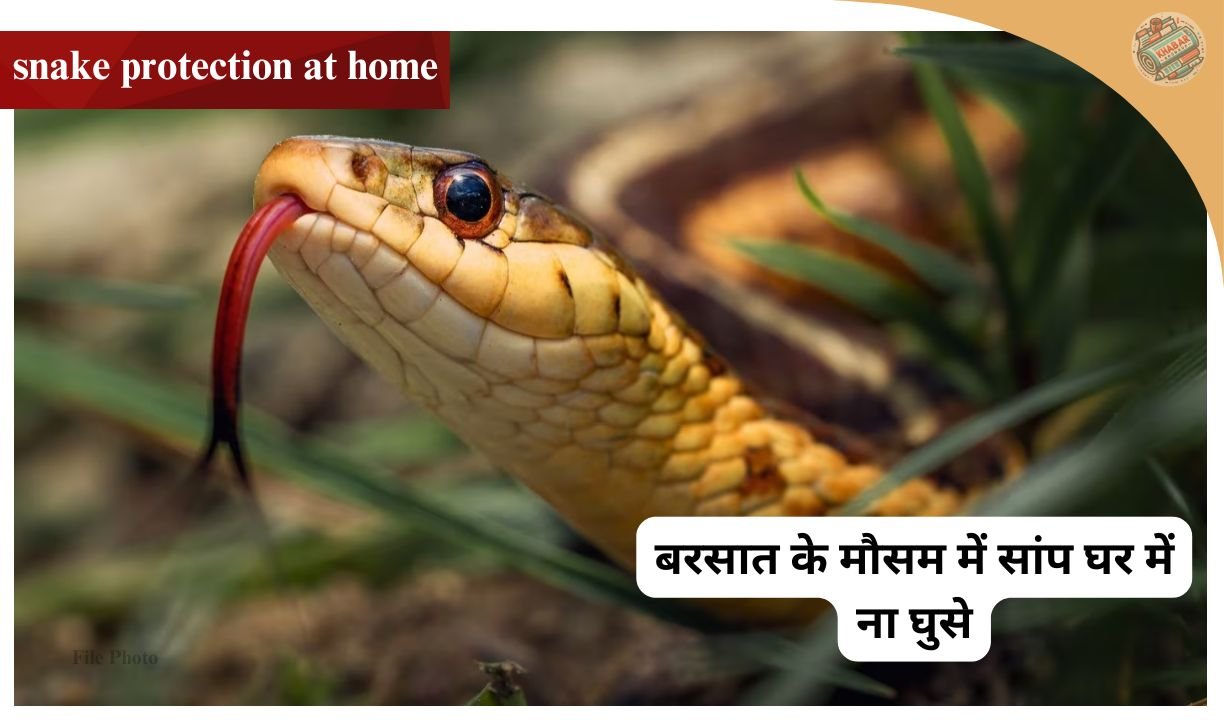 snake protection at home | बारिश में सांपों से जान बचाना अब बेहद आसान! जानें ये देसी जुगाड़
