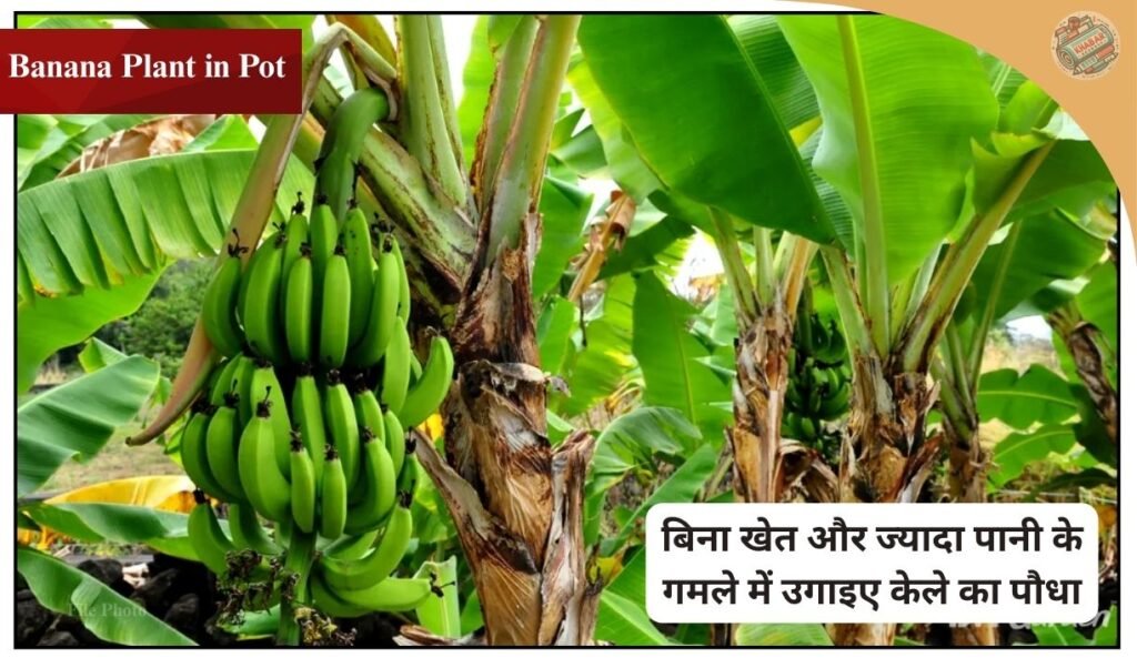 Learn the easy way to grow banana plant in a pot. You can plant banana at home without land and much water. With proper care the plant will start bearing bananas in just 12 months.
