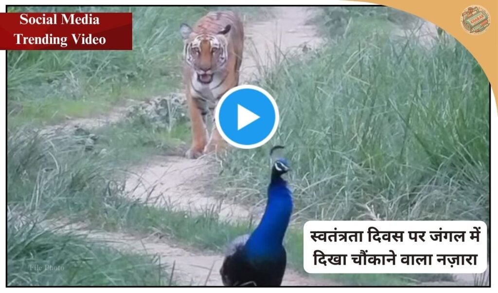 On Independence Day 2025, a rare video from the forest is going viral, in which a tiger is seen silently walking behind a peacock. This sight of India's national animal and national bird is surprising people on social media.