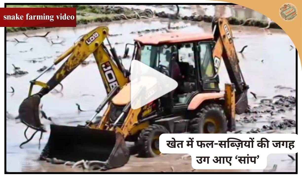 snake farming video | खेत में फल-सब्ज़ियों की जगह उग आए ‘सांप’? वायरल वीडियो ने मचाई सनसनी