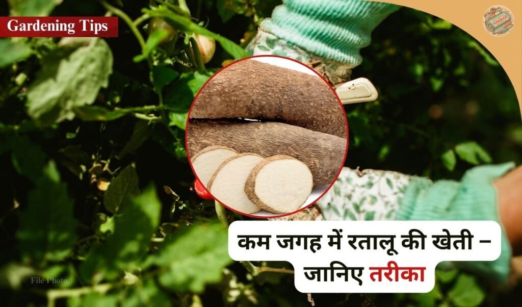 Desi Tareeka: If you know this indigenous way of growing yam in winter, then you will forget buying vegetables from the market!