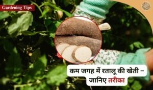 Desi Tareeka: If you know this indigenous way of growing yam in winter, then you will forget buying vegetables from the market!