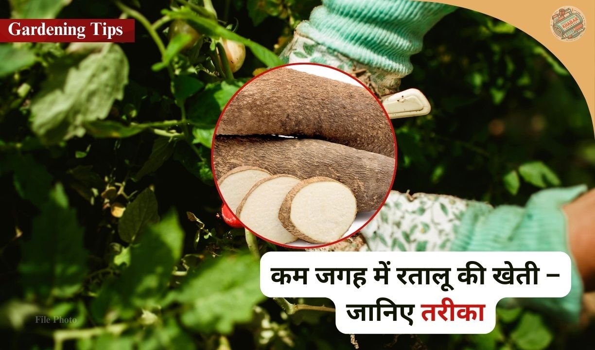 Desi Tareeka: If you know this indigenous way of growing yam in winter, then you will forget buying vegetables from the market!
